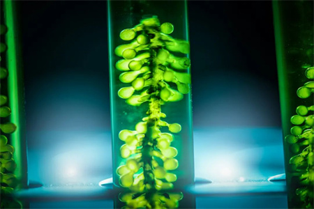 BV發布生物燃料"BIOFUEL READY"入級符號